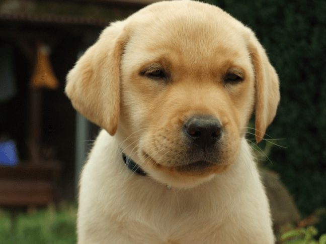 Labrador Welpen aus dem Tierheim – Findest Du Deinen neuen Freund?