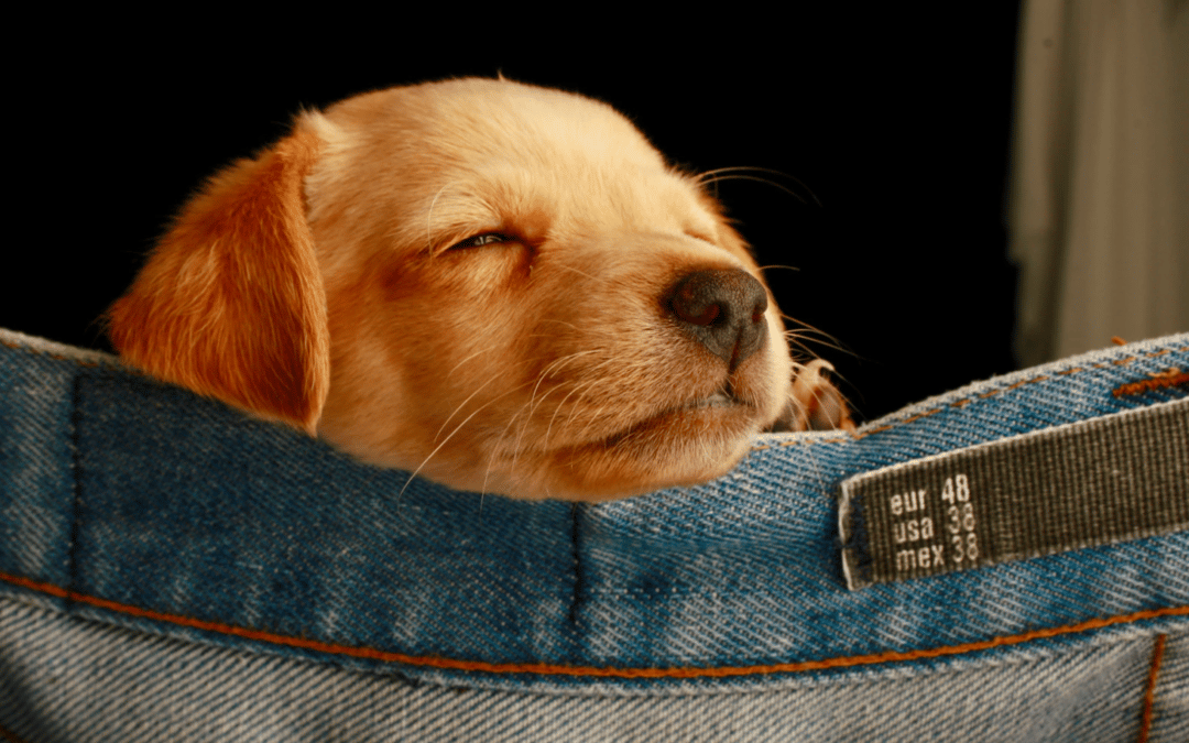 Transportbox Labrador Welpe – Welche Größe ist die richtige für mich?!